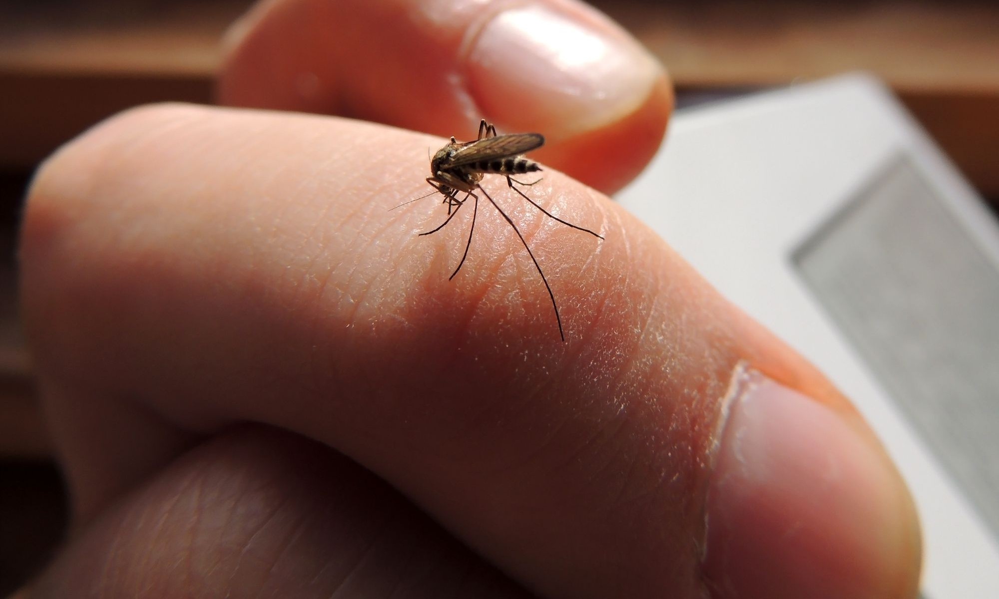 蚊を退治する方法
